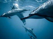 开云体育登录-松弛！谢尔基对阵切尔西的比赛中玩立水瓶游戏